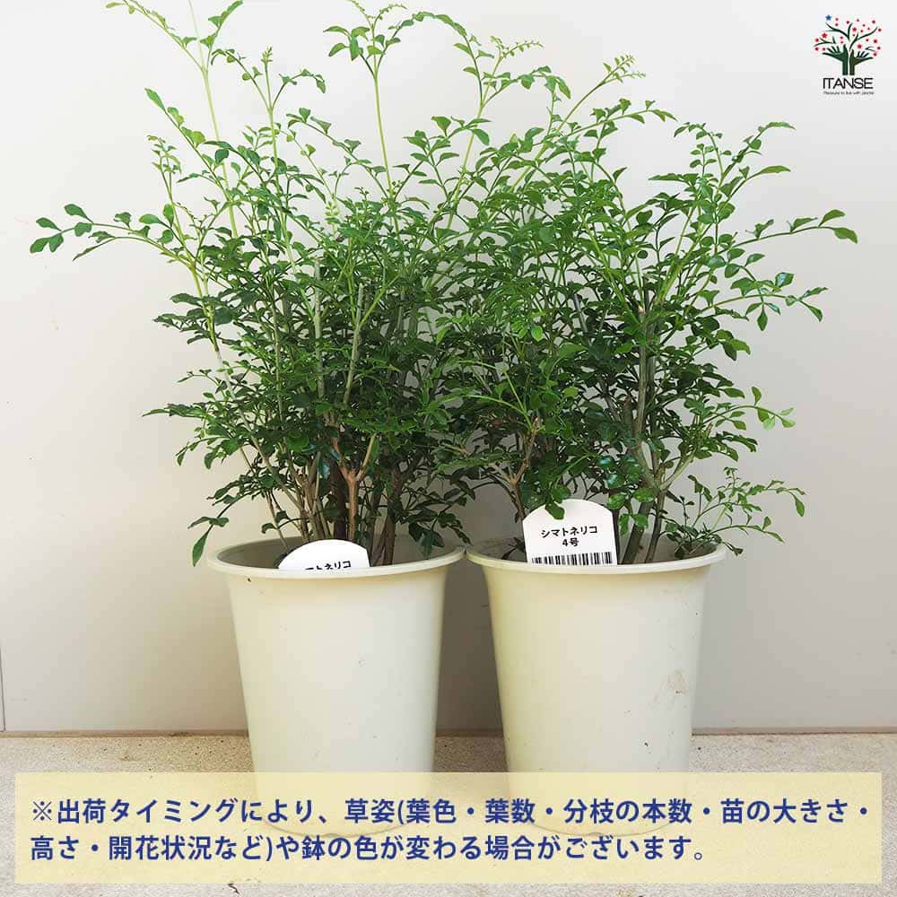シマトネリコ 【観葉植物 4号】｜ 【植物のITANSE】全品送料無料