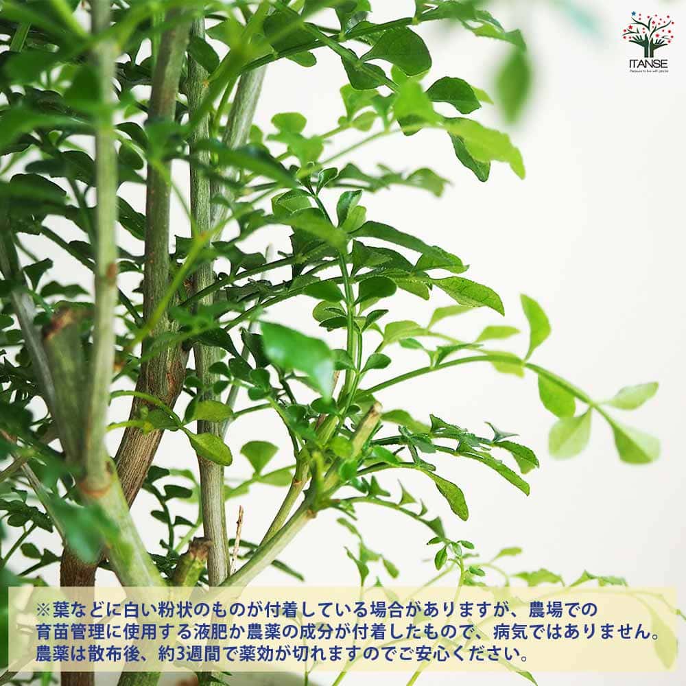 シマトネリコ 【観葉植物 4号】