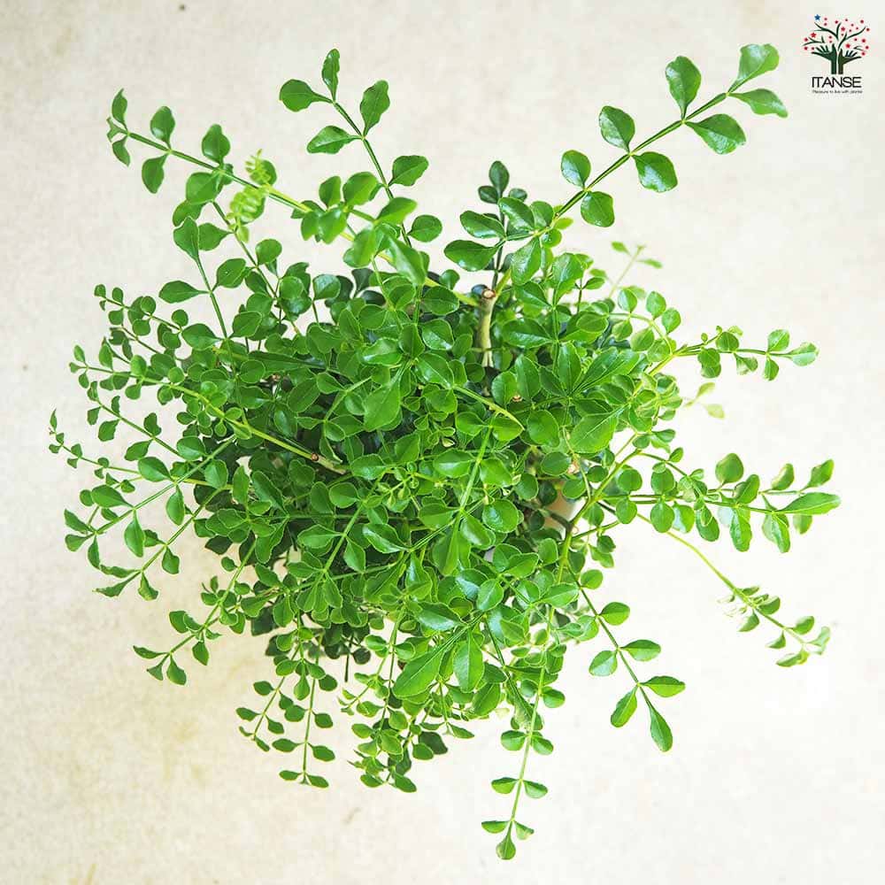 シマトネリコ 【観葉植物 4号】｜ 【植物のITANSE】全品送料無料