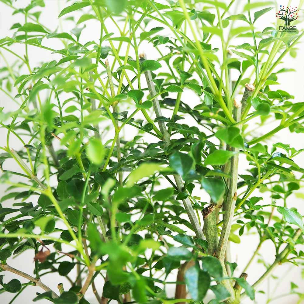 シマトネリコ 【観葉植物 4号】
