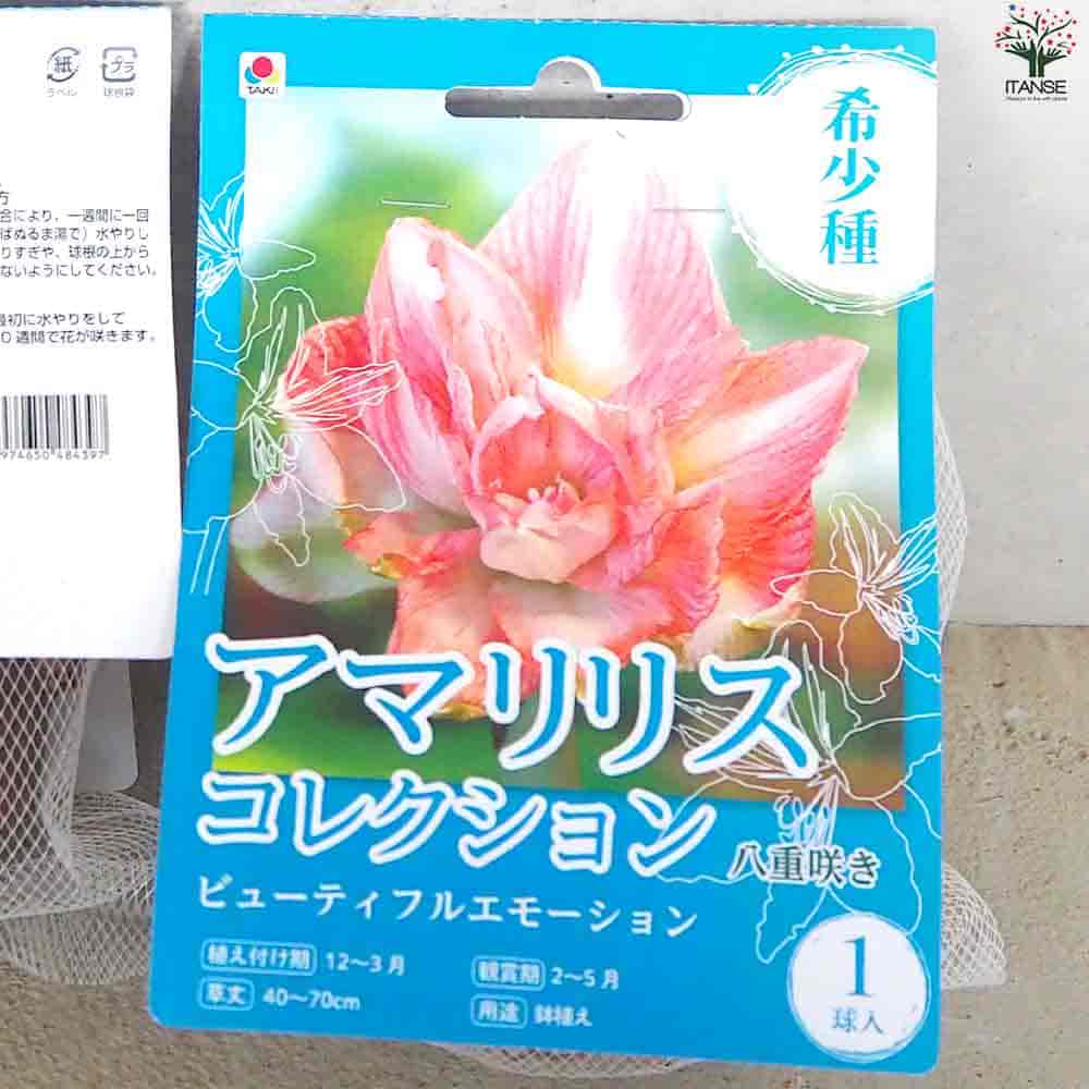 球根 アマリリス(八重) ビューティフルエモーション 【花球根 1球／1個
