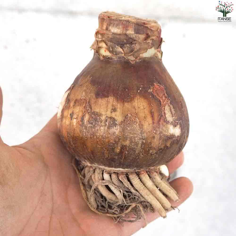 球根 アマリリス(八重) ビューティフルエモーション 【花球根 1球／1個