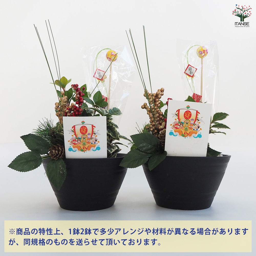 お正月飾り ヤブコウジ 迎春寄植えアレンジ七福神 【正月飾り 6号鉢／1