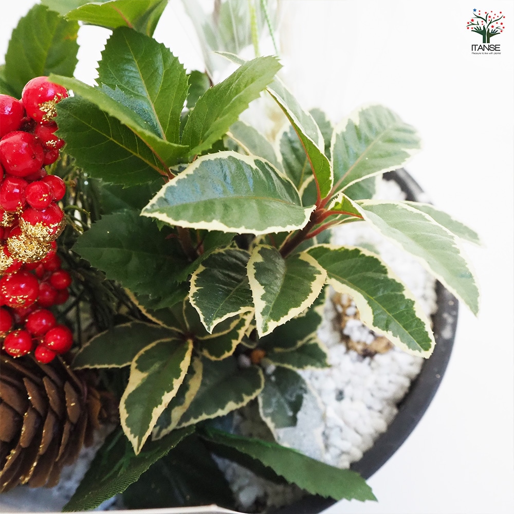 お正月飾り ヤブコウジ 迎春寄植えアレンジ七福神 【正月飾り 6号鉢／1