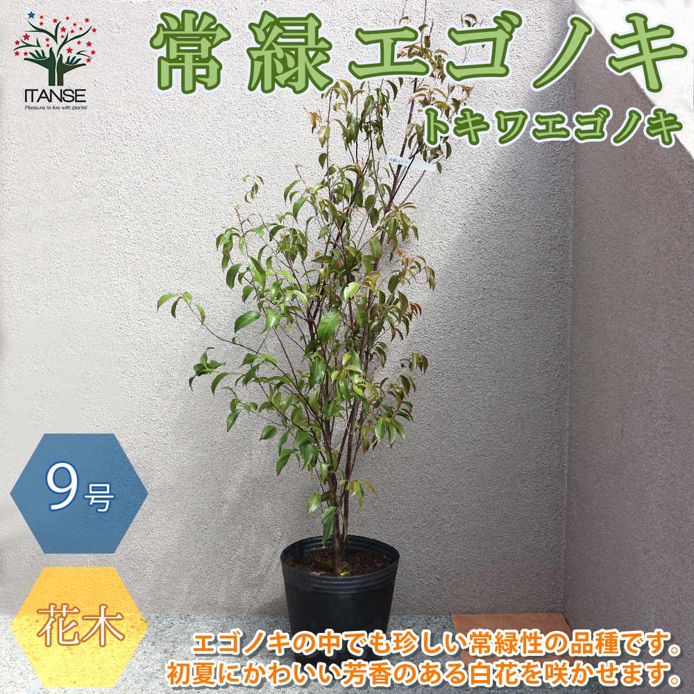 超美形。特大 エゴノキ3.5M(鉢底から)※エリア限定自社配送又はお引き取り エゴの木 株立ち 約2.7m エゴノキ 美樹形株 特大植木苗木 規格