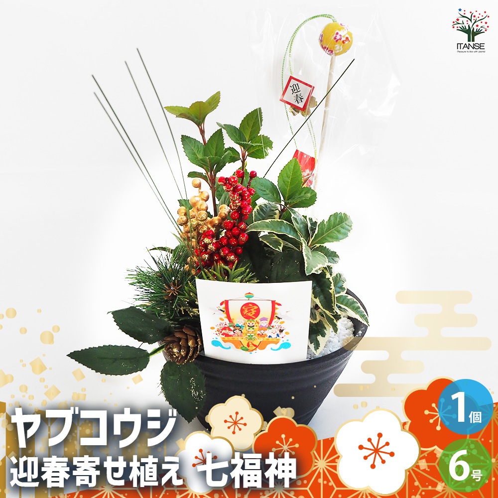 お正月飾り ヤブコウジ 迎春寄植えアレンジ七福神 【正月飾り 6号鉢／1