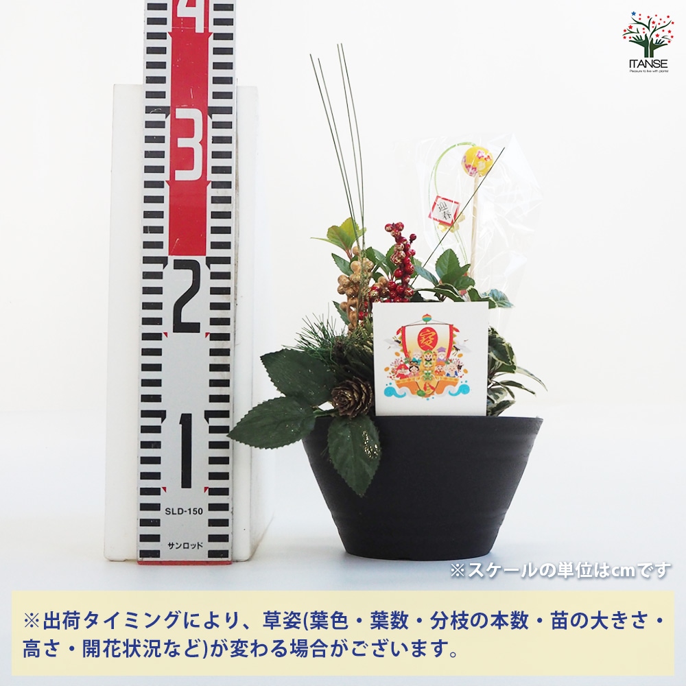 お正月飾り ヤブコウジ 迎春寄植えアレンジ七福神 【正月飾り 6号鉢／1