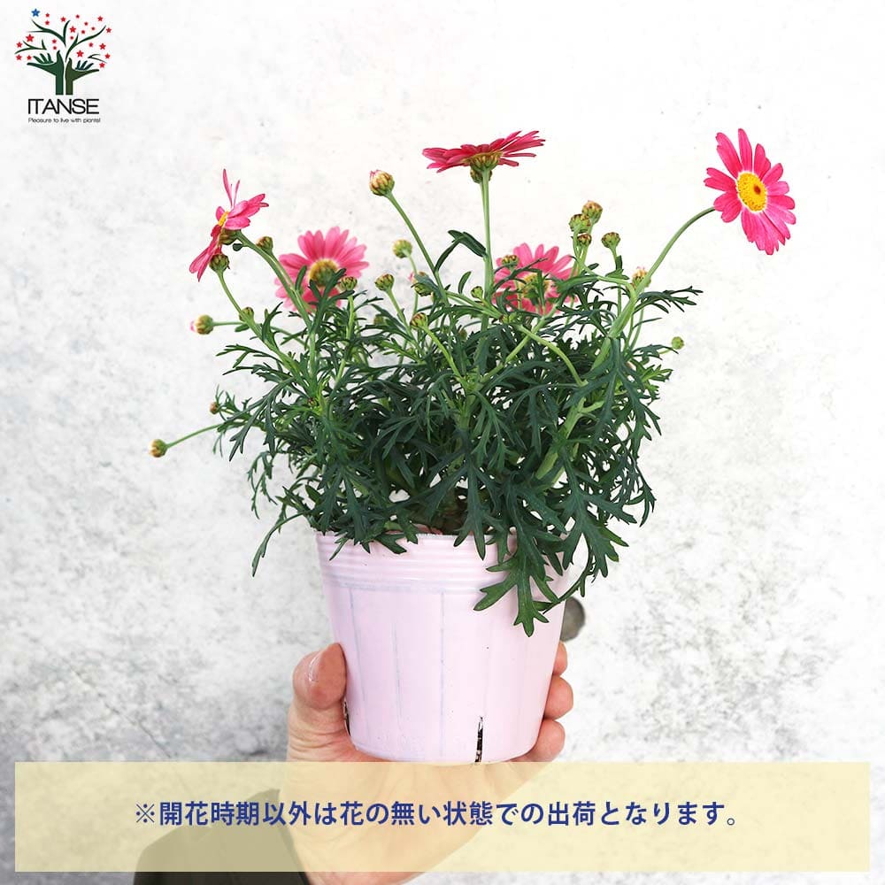 マーガレット ストロベリーホイップ 【花苗 3.5号】｜ 【植物の