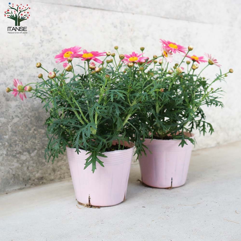 ★大人気★マーガレット ストロベリーホイップ マーガレット ストロベリーホイップ【花苗 5号鉢】｜ 【植物の
