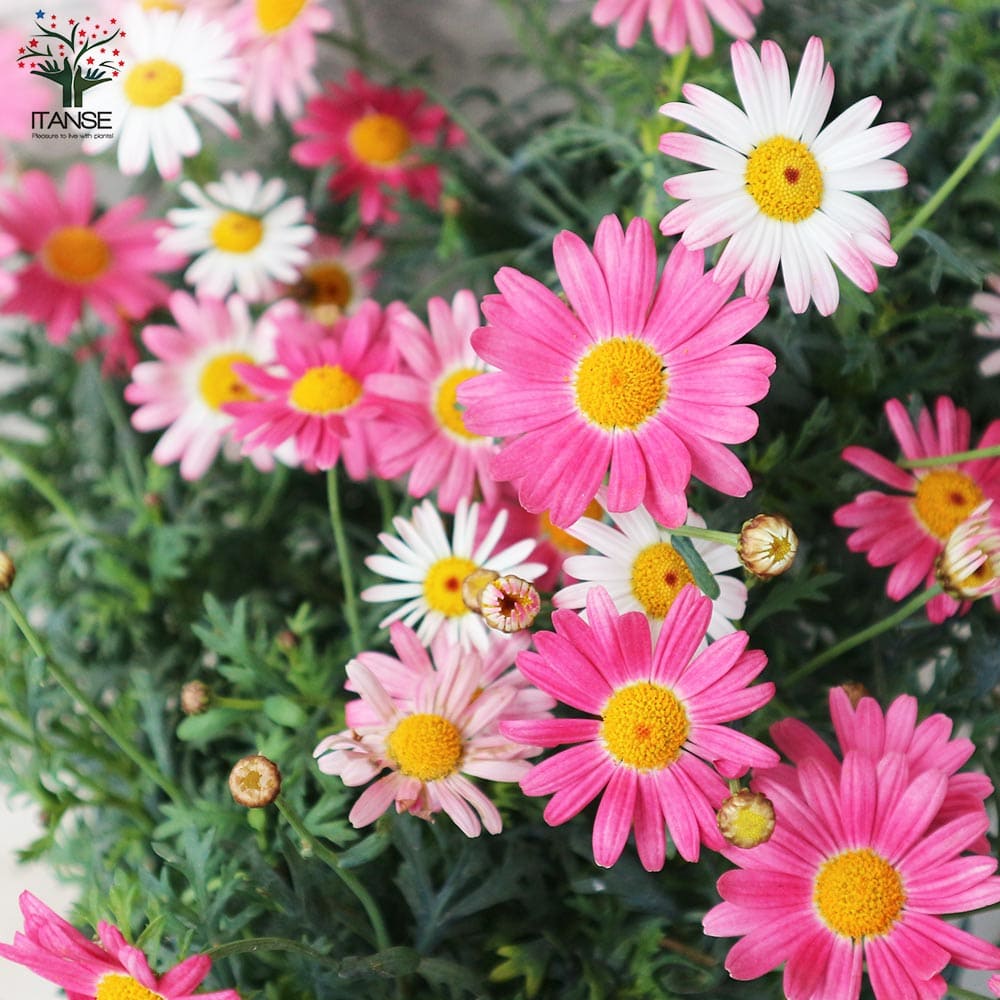 マーガレット ストロベリーホイップ 【花苗 3.5号】｜ 【植物の