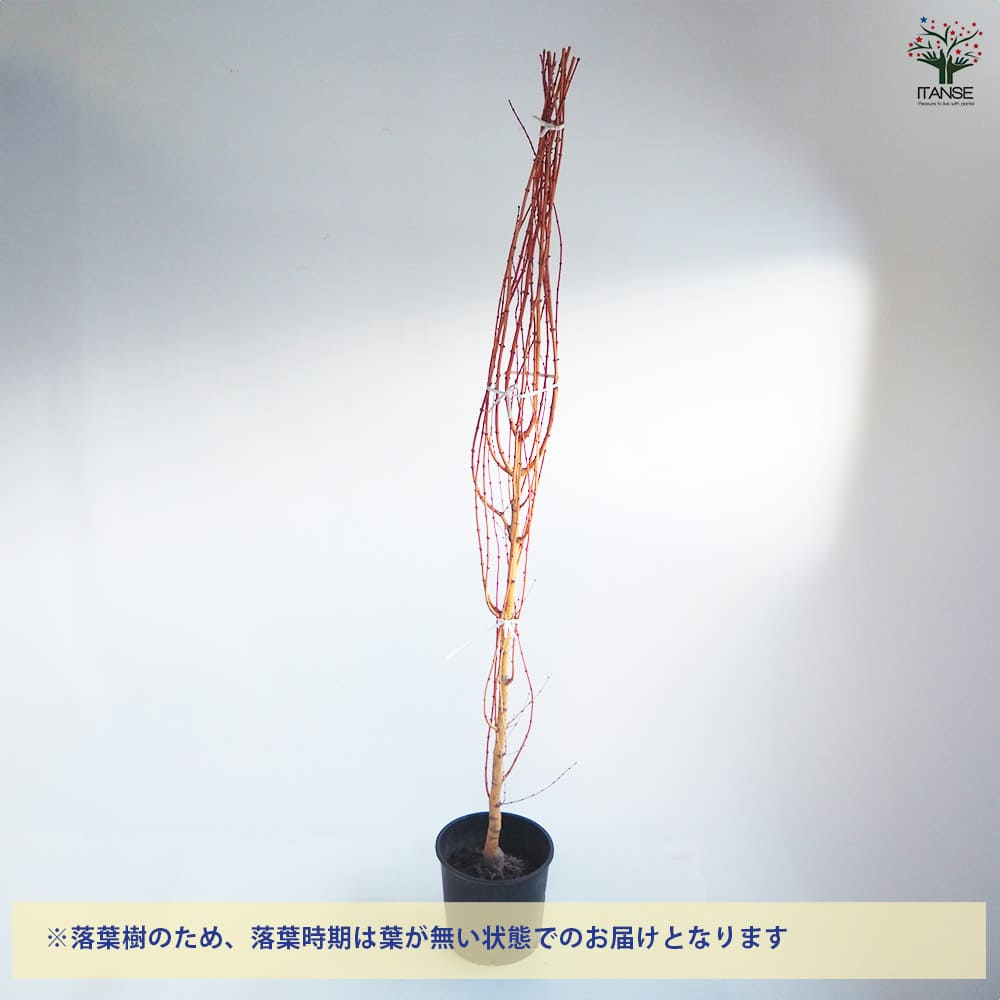 幹色が魅力！もみじ美峰 樹高120cm大苗 幹色が魅力！もみじ美峰 樹高120cm大苗 幹色が魅力 もみじ美峰 樹高