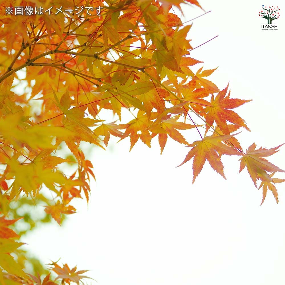 モミジ(カエデ)の苗木 美峰 【花木苗 8号／1個売り】｜ 【植物の