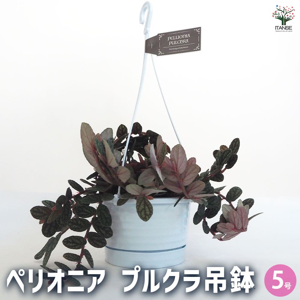 観葉植物 ペリオニア・プルクラ 【観葉植物 5号吊り鉢／1個売り