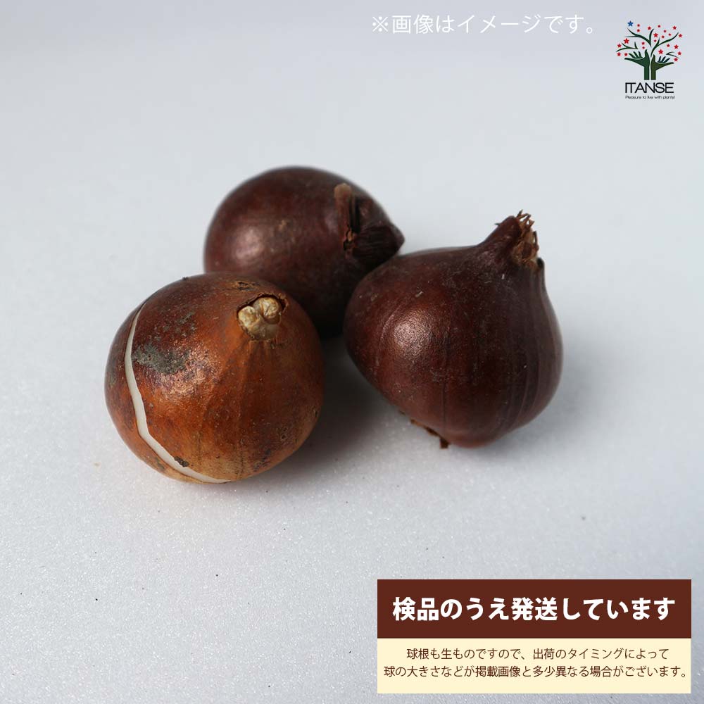 八重咲チューリップ ダンスライン【花球根／お買い得3球セット