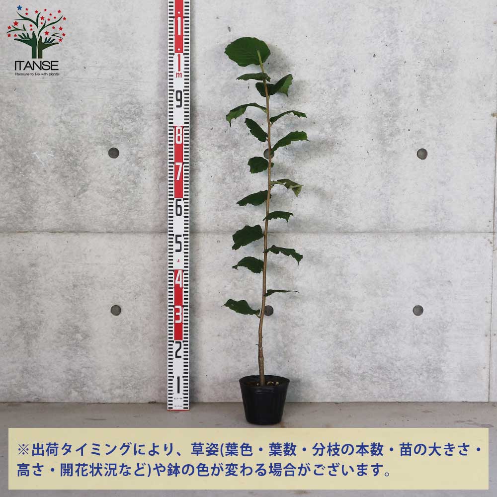 ヘーゼルナッツの苗木 ルイスバーガー【果樹の苗木 13.5cmポット 2年生 挿し木苗／1個売り】