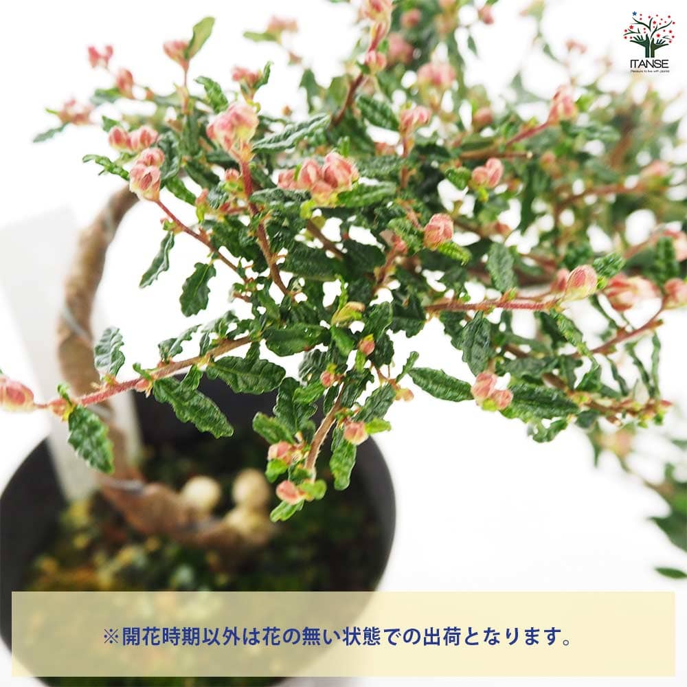 天皇梅 しだれ 【花木苗 3号】｜ 【植物のITANSE】全品送料無料