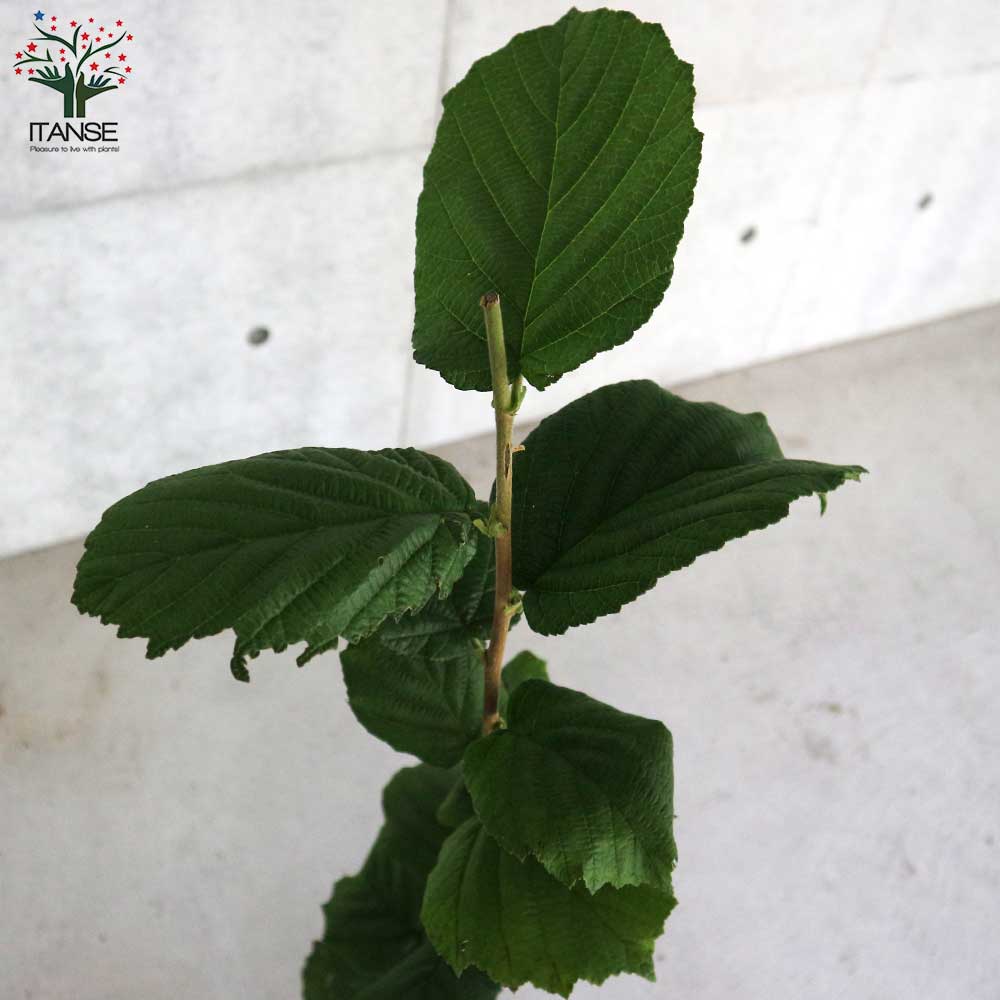 ヘーゼルナッツの苗木 ルイスバーガー【果樹の苗木 13.5cmポット 2年生 挿し木苗／1個売り】