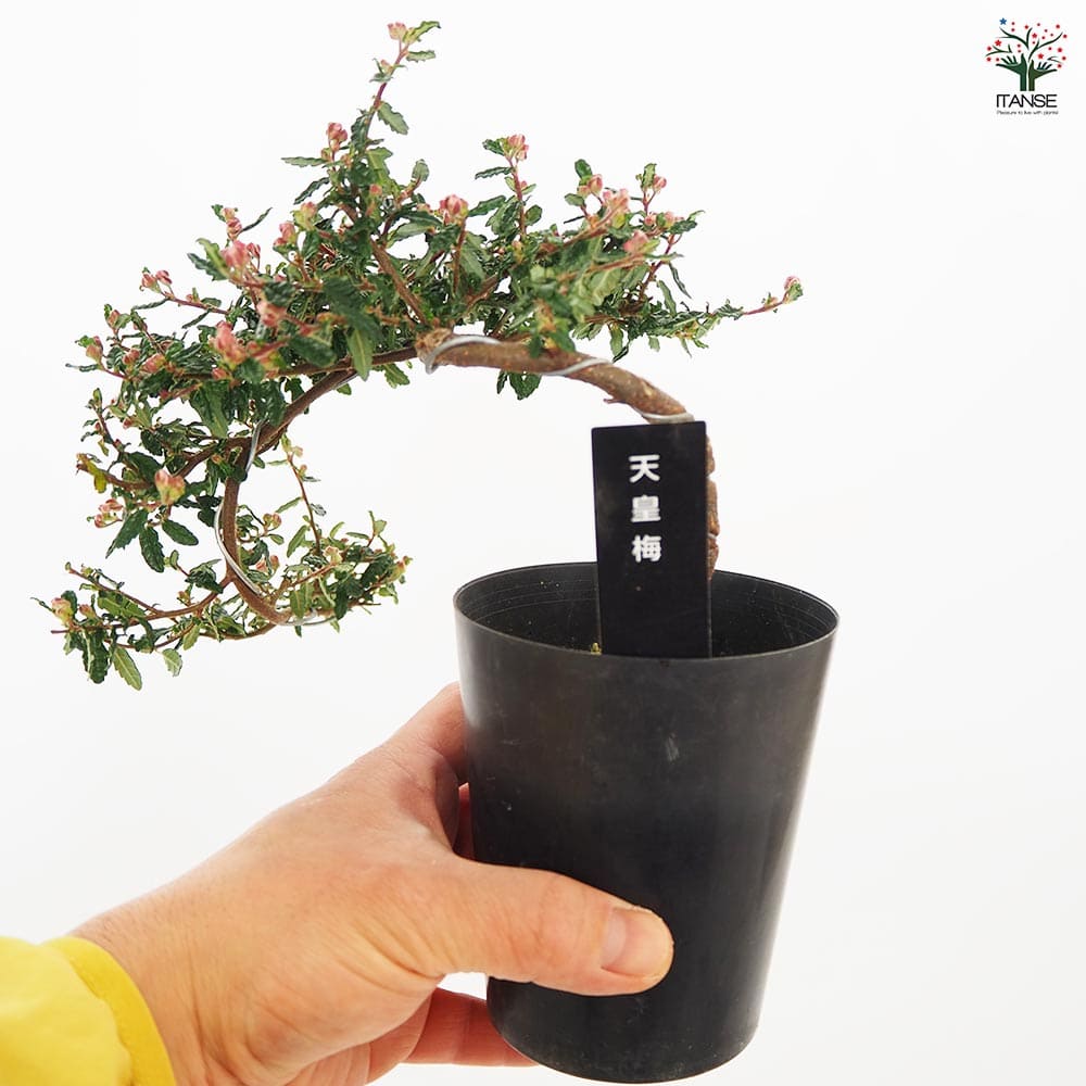 天皇梅 しだれ 【花木苗 3号】｜ 【植物のITANSE】全品