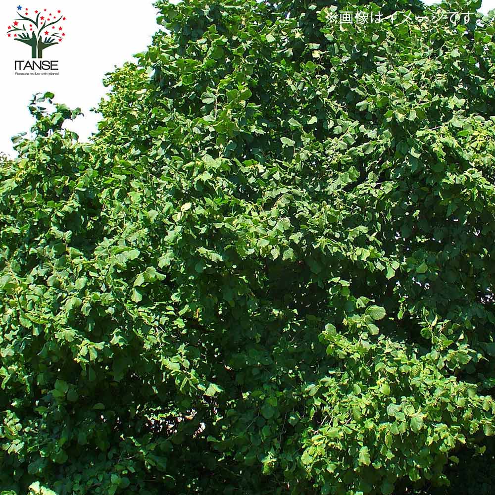 ヘーゼルナッツの苗木 ルイスバーガー【果樹の苗木 13.5cmポット 2年生 挿し木苗／1個売り】