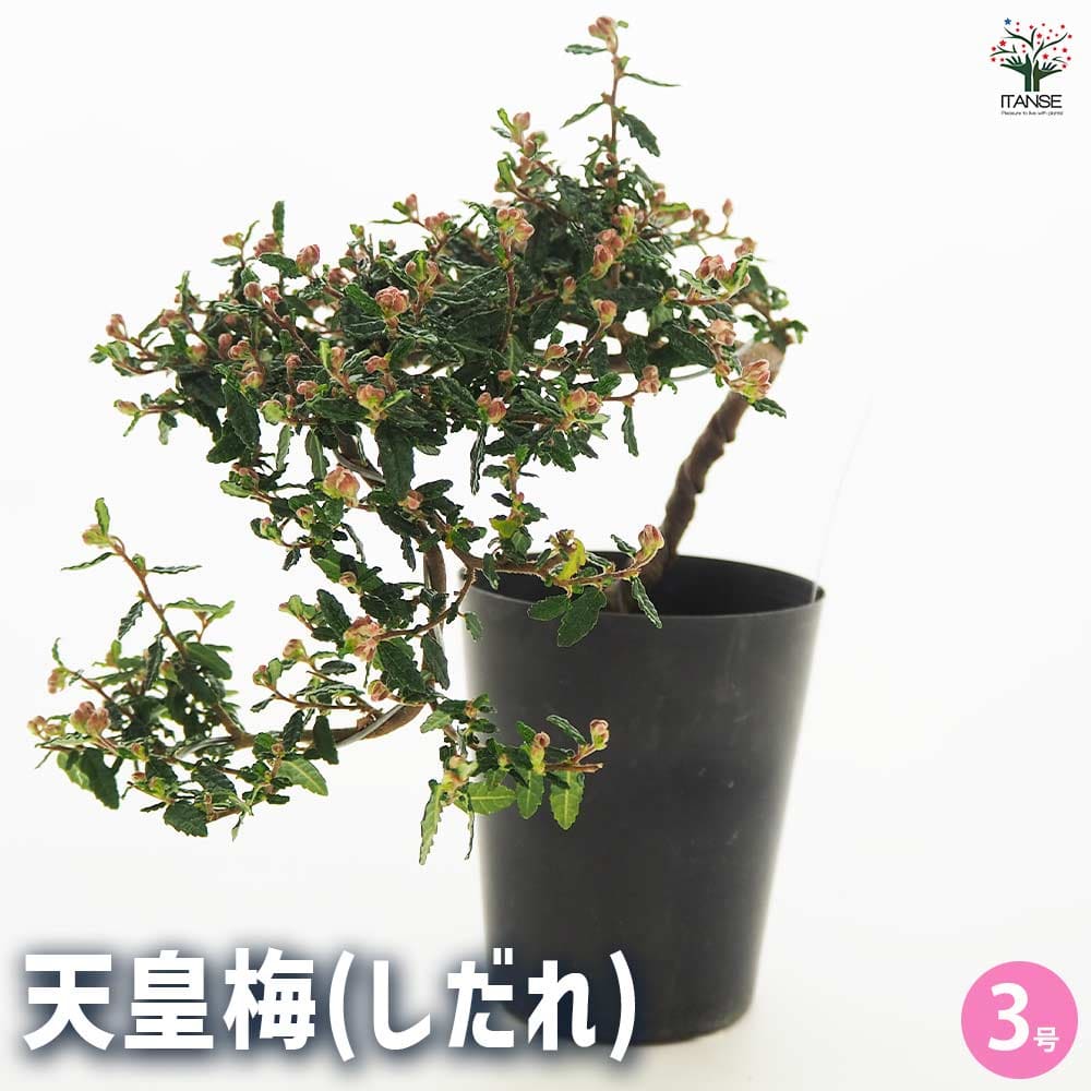 天皇梅 しだれ 【花木苗 3号】｜ 【植物のITANSE】全品送料無料