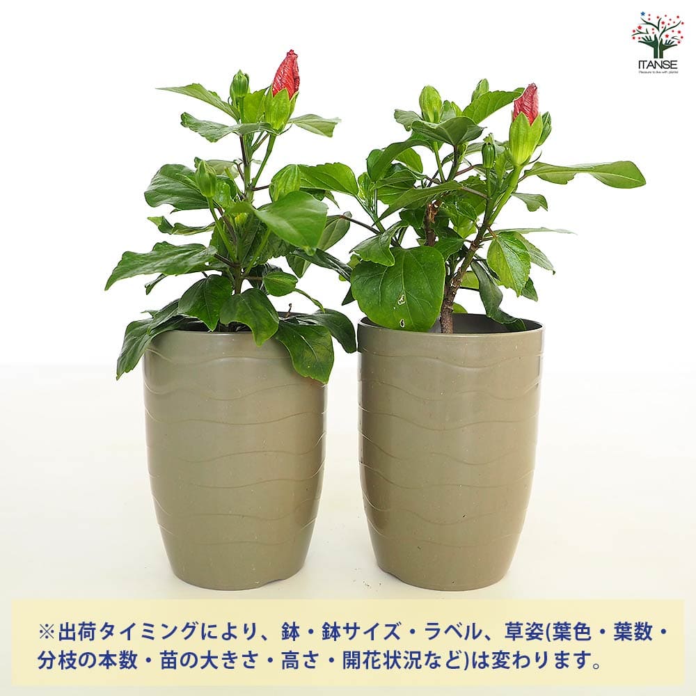 ハイビスカス ロングライフ アドニスアフロディーテ 【花木苗 4