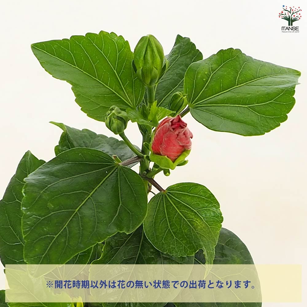 ハイビスカス ロングライフ アドニスアフロディーテ 【花木苗 4号