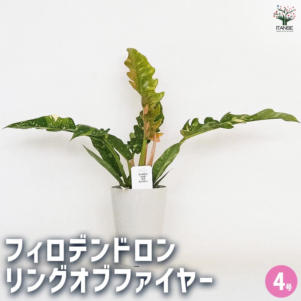 フィロデンドロン リングオブファイヤー 【観葉植物 4号】