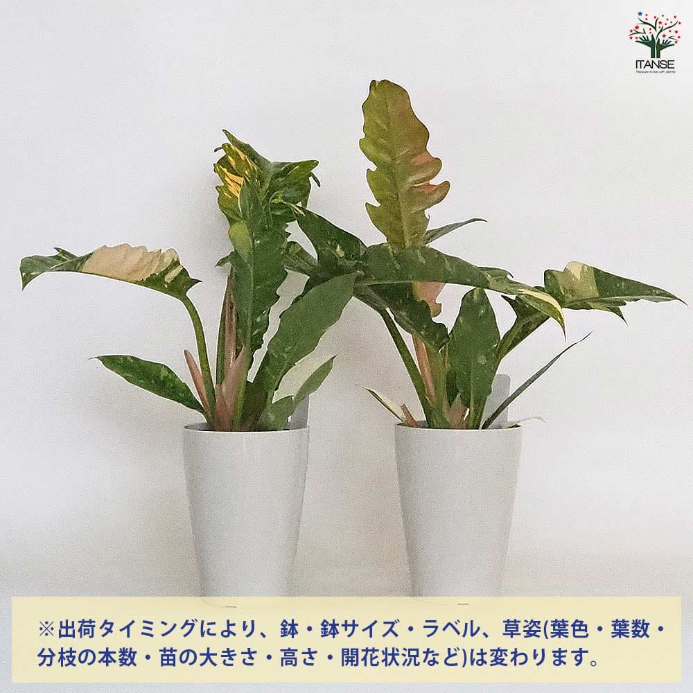 フィロデンドロン リングオブファイヤー 【観葉植物 4号】