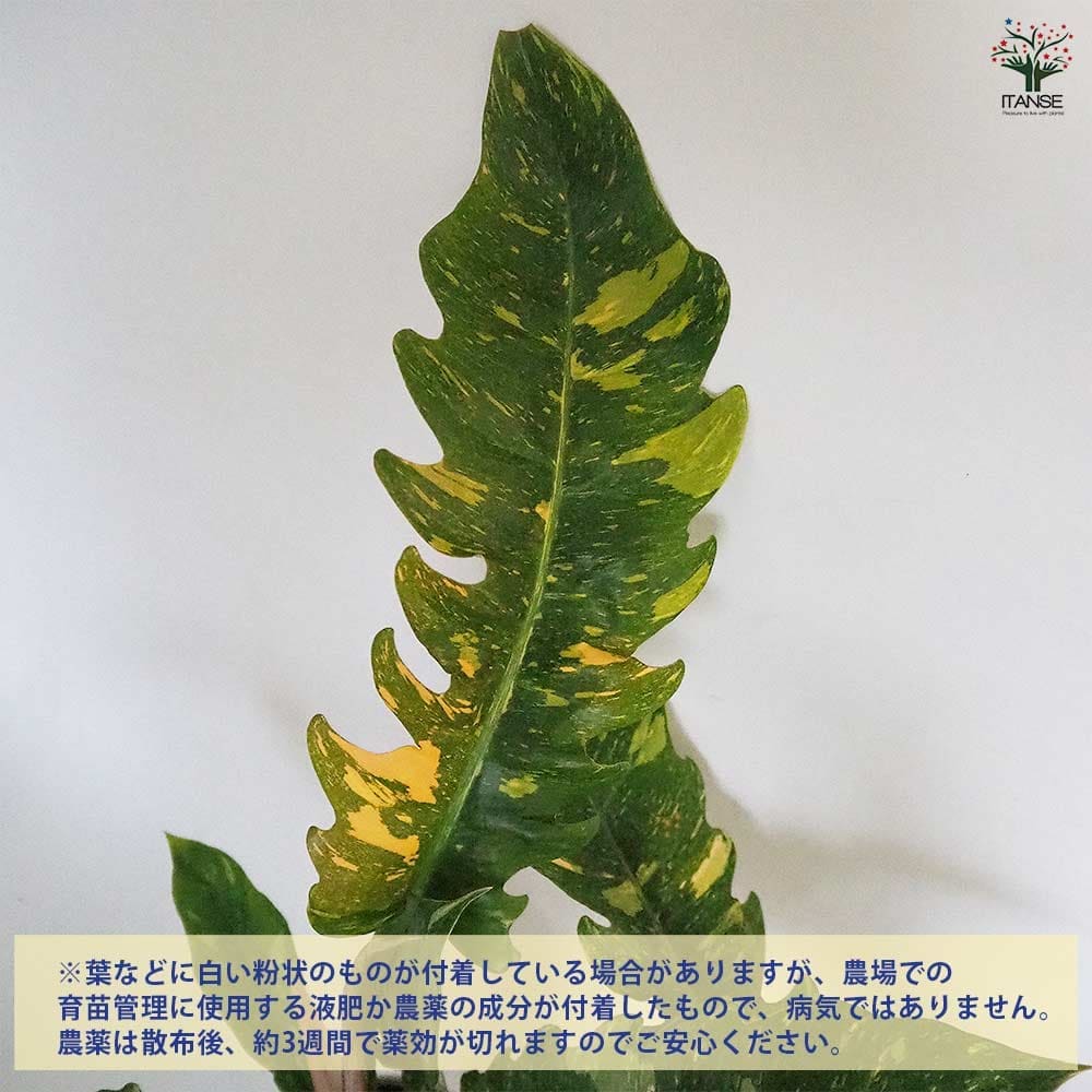 フィロデンドロン リングオブファイヤー 【観葉植物 4号】