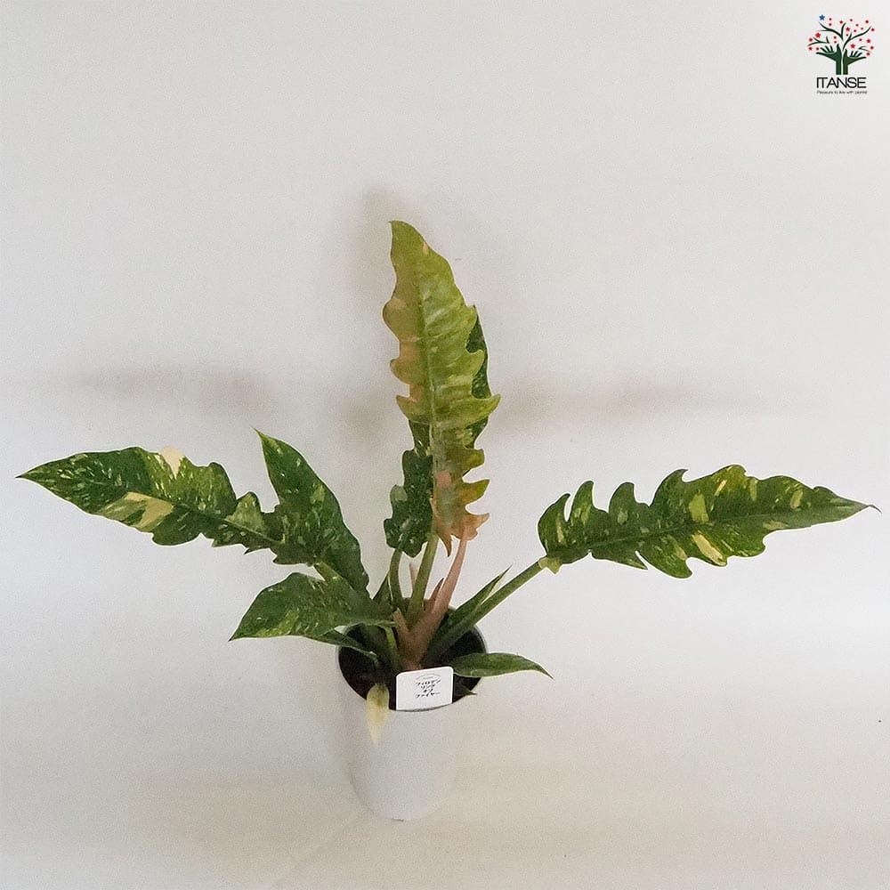 フィロデンドロン リングオブファイヤー 【観葉植物 4号】