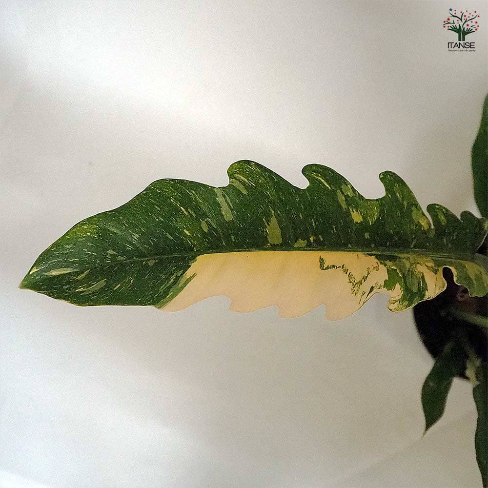 フィロデンドロン リングオブファイヤー 【観葉植物 4号】