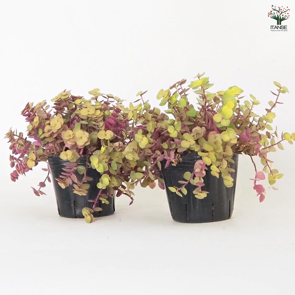 カリシア レペンス(桜色カリシア) 【多肉植物 3号】｜ 【植物の