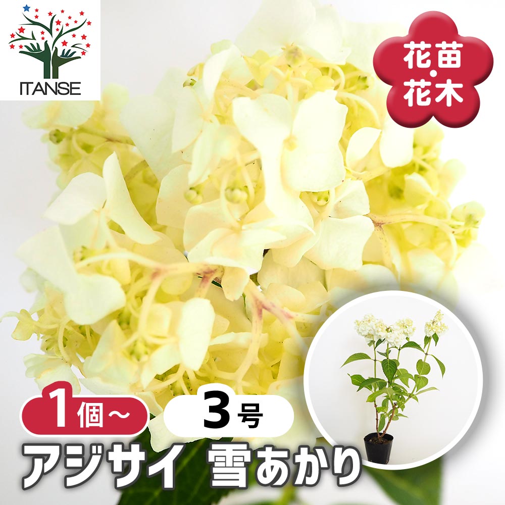 アジサイ 雪あかり 【花木苗 3号】｜ 【植物のITANSE