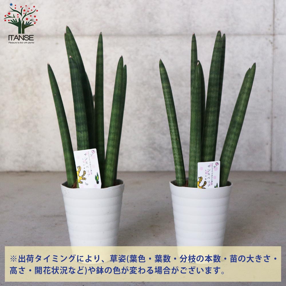 サンセベリア・スタッキー④本物☆珍奇植物☆サンスベリア