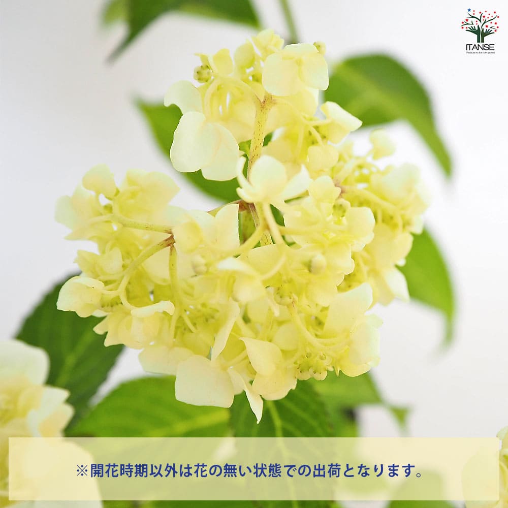 アジサイ 雪あかり 【花木苗 3号】｜ 【植物のITANSE