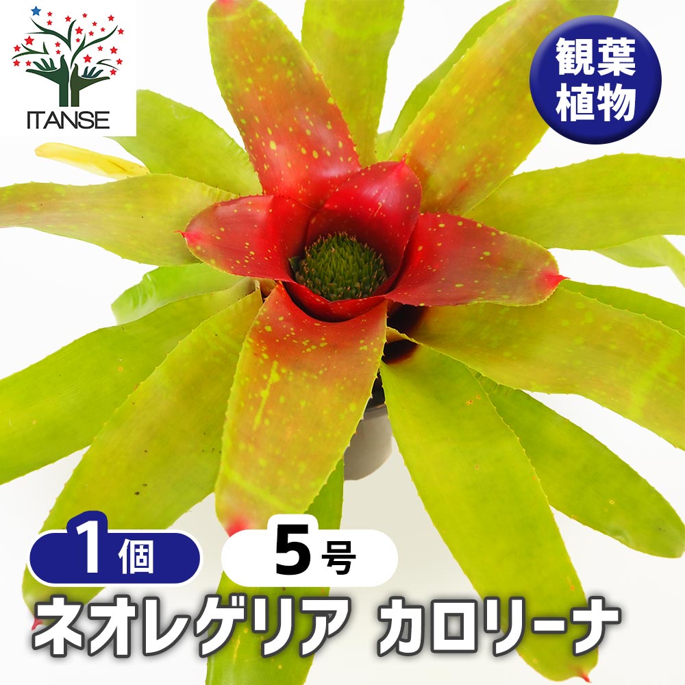 ネオレゲリア カロリーナ