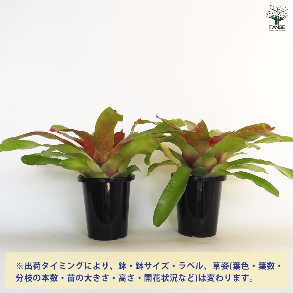 ネオレゲリア　バイーアナ　会長株 ネオレゲリア カロリーナ 【観葉植物 5号／1個売り】｜ 【植物の