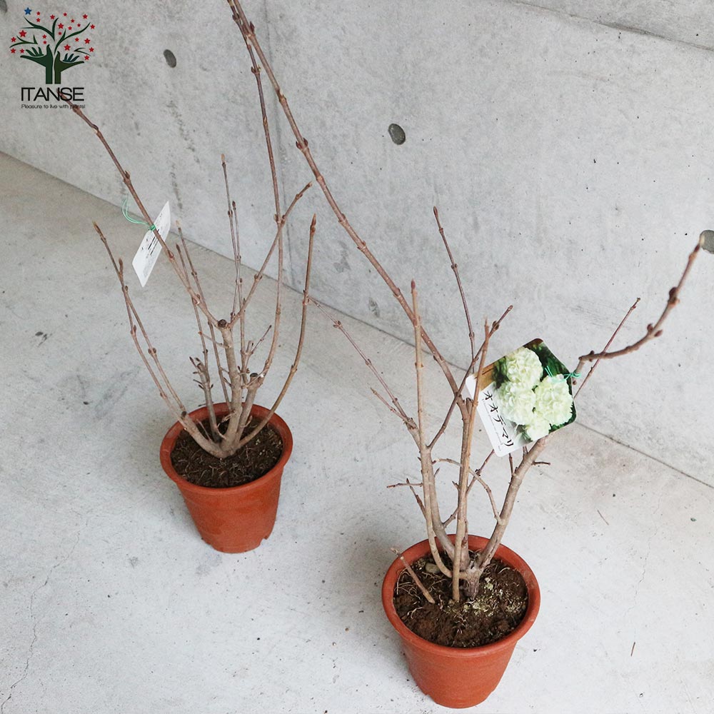 Itanse良品ｾﾚｸﾄ通販