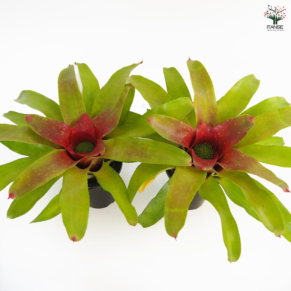 ネオレゲリア カロリーナ 【観葉植物 5号／1個売り】｜ 【植物の