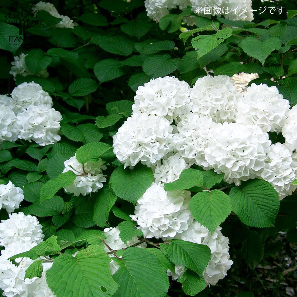 Itanse良品ｾﾚｸﾄ通販