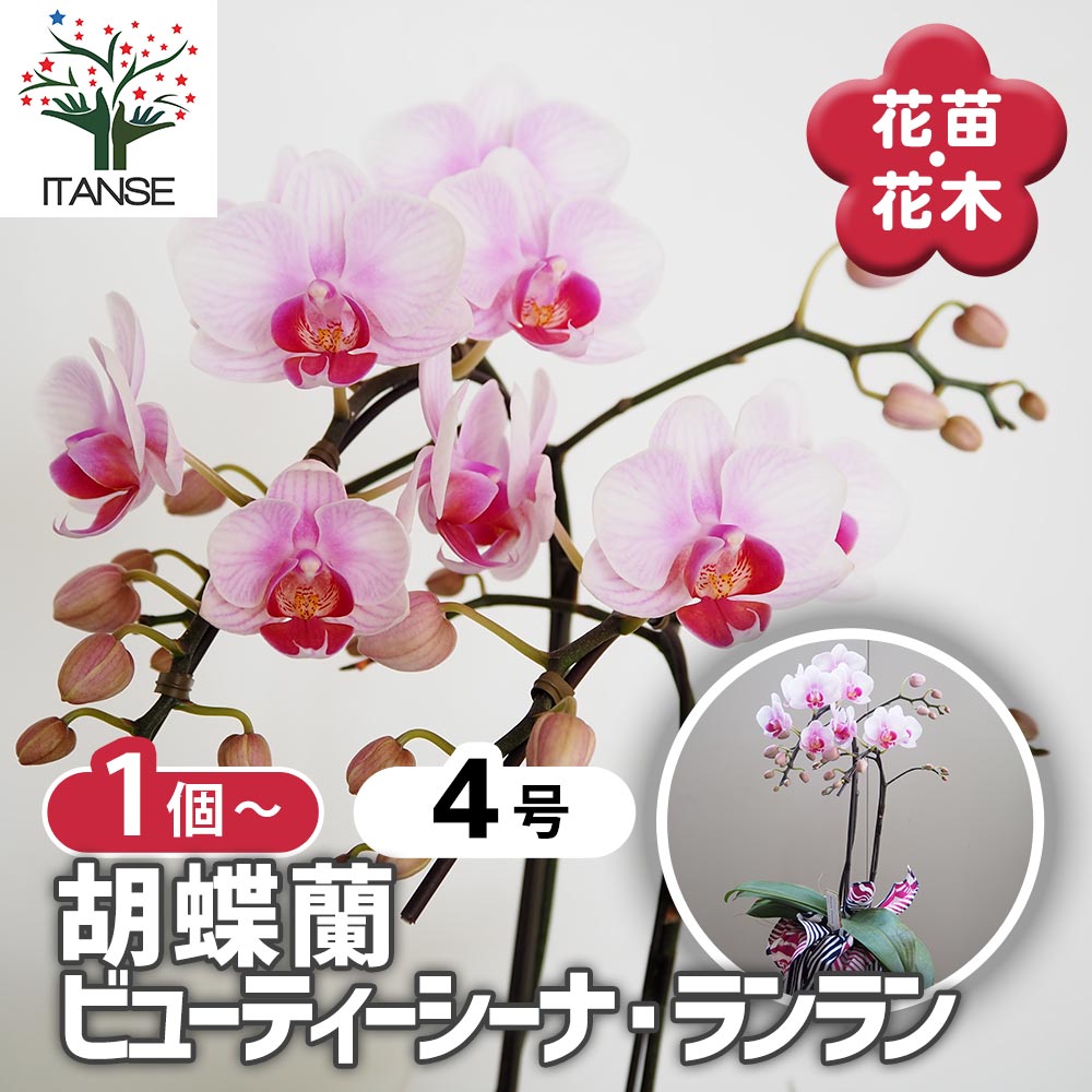 胡蝶蘭 ビューティーシーナ ランラン 【花苗 4号／1個売り