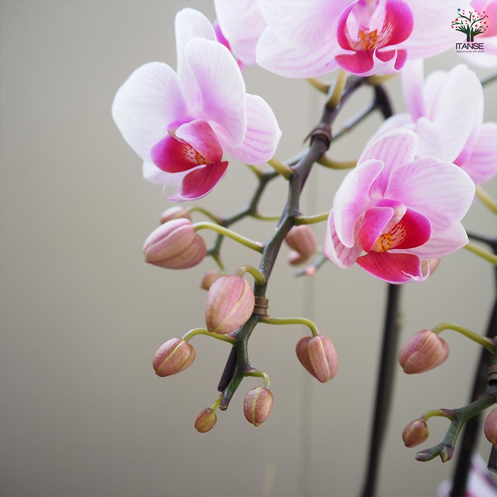 胡蝶蘭 ビューティーシーナ ランラン 【花苗 4号／1個売り