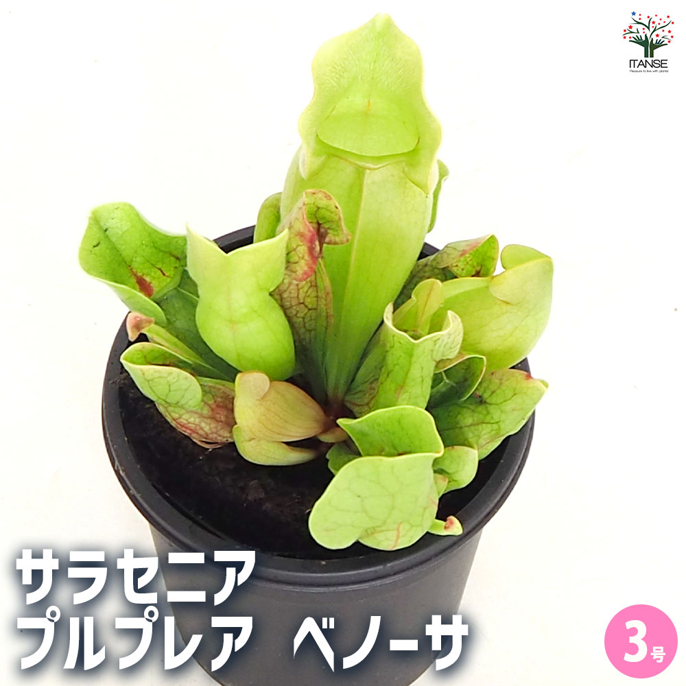 食虫植物 サラセニア プルプレア ベノーサ 【観葉植物 3号／1個売り】