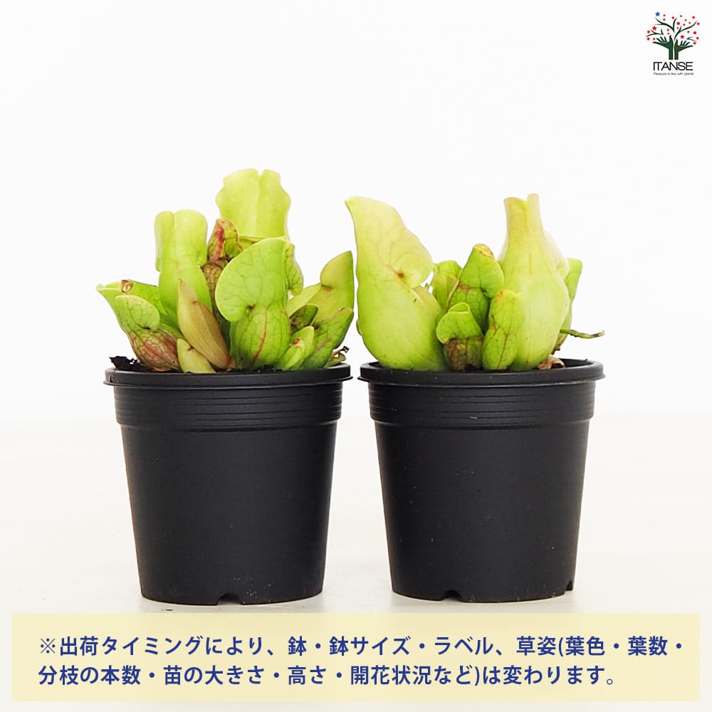 食虫植物 サラセニア プルプレア ベノーサ 【観葉植物 3号／1個売り】