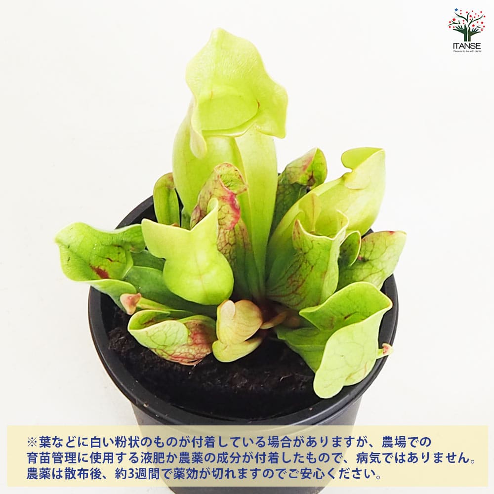 食虫植物 サラセニア プルプレア ベノーサ 【観葉植物 3号／1個売り】