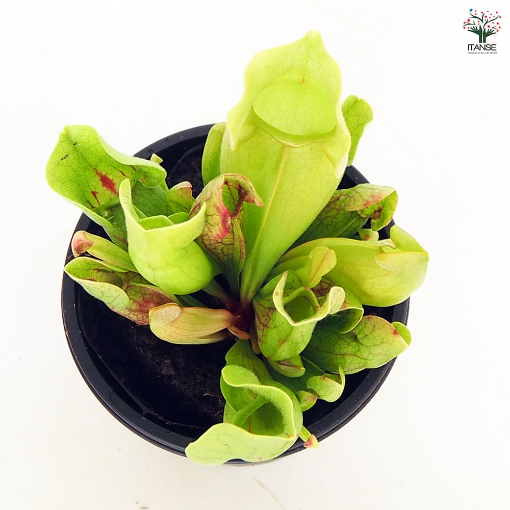 食虫植物 サラセニア プルプレア ベノーサ 【観葉植物 3号／1個売り】