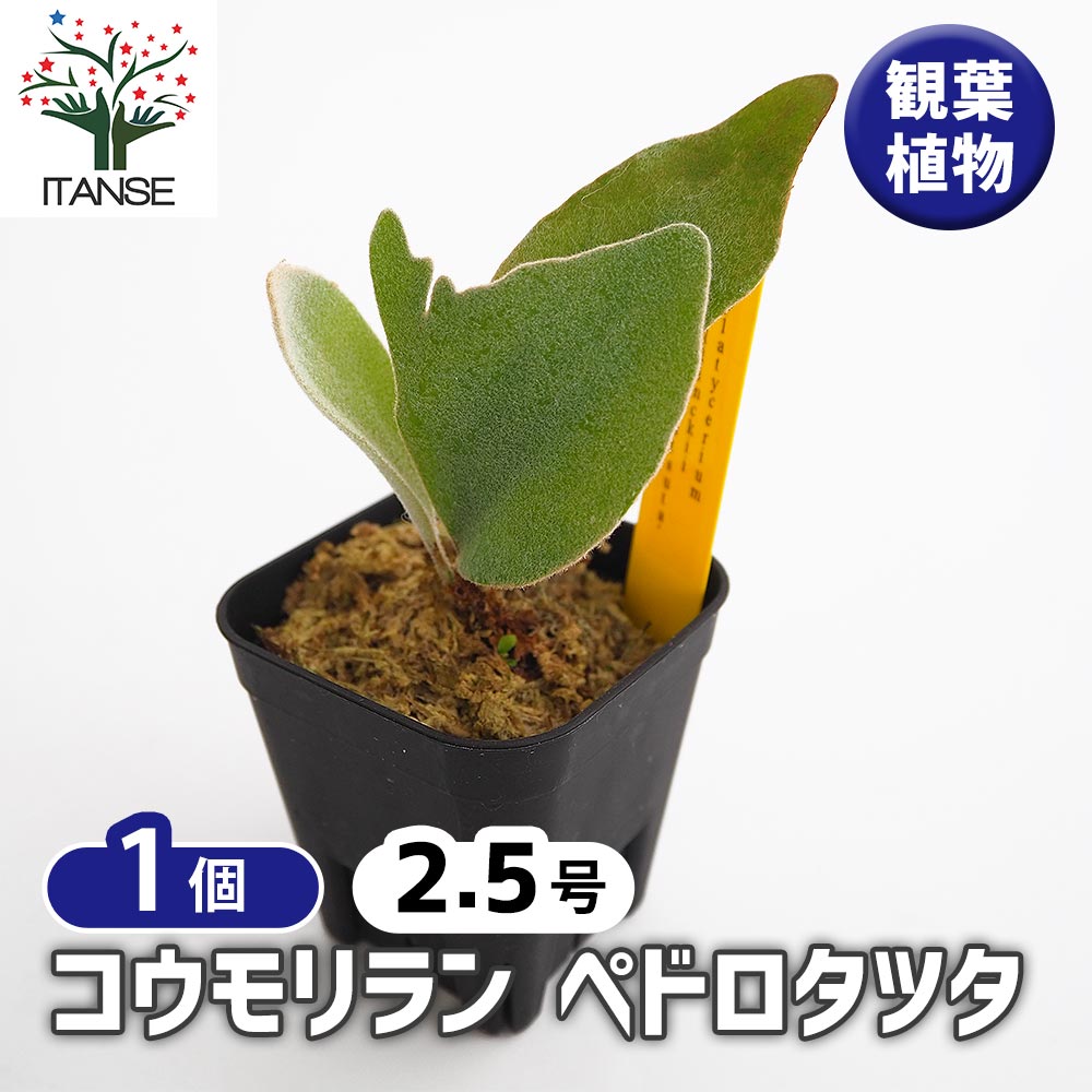 コウモリラン ペドロタツタ 【観葉植物 2.5号／1個売り】
