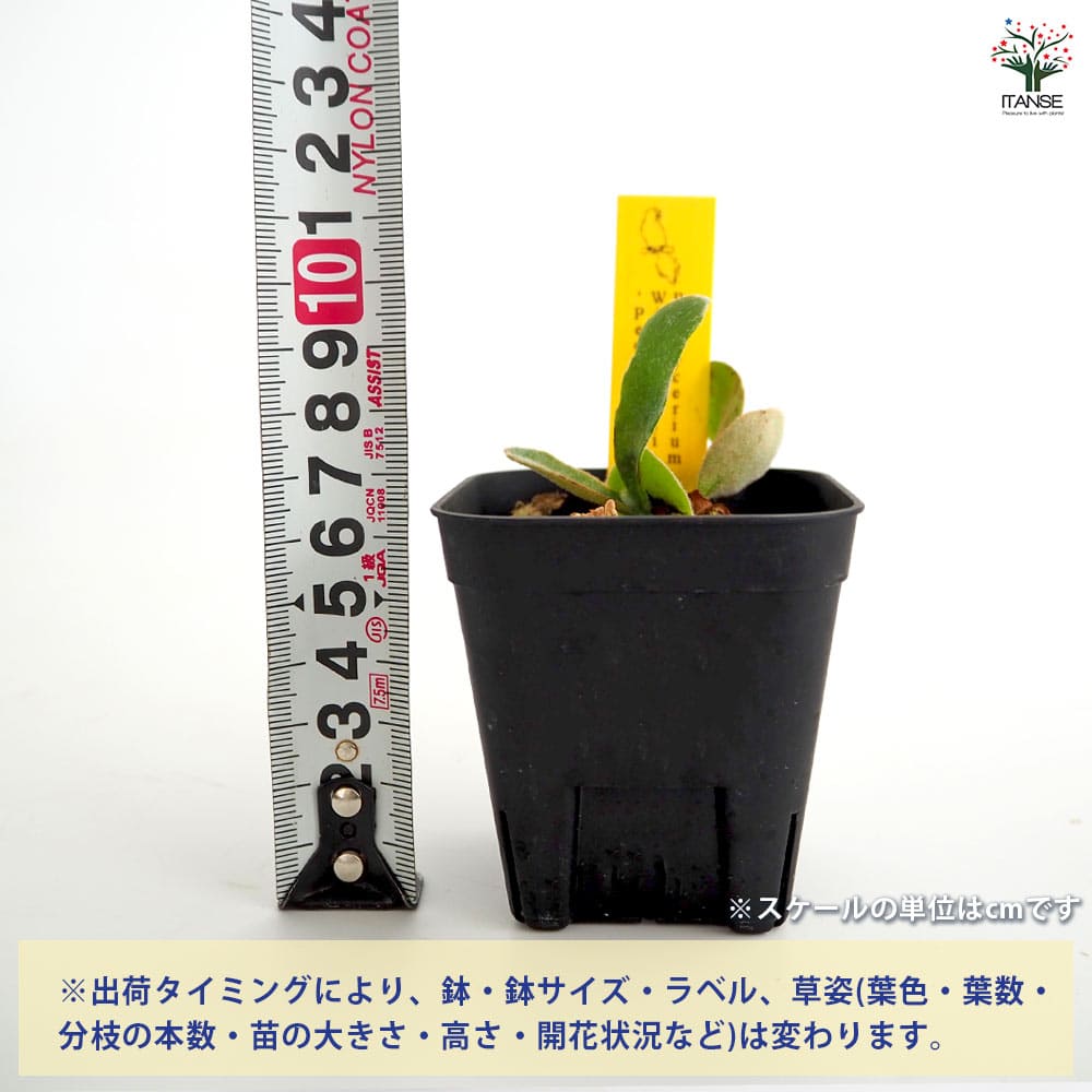 コウモリラン ペドロタツタ 【観葉植物 2.5号／1個売り】