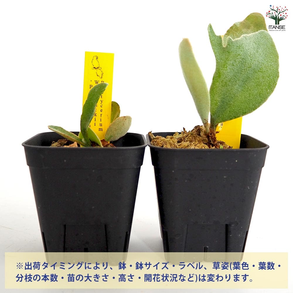 コウモリラン ペドロタツタ 【観葉植物 2.5号／1個売り】