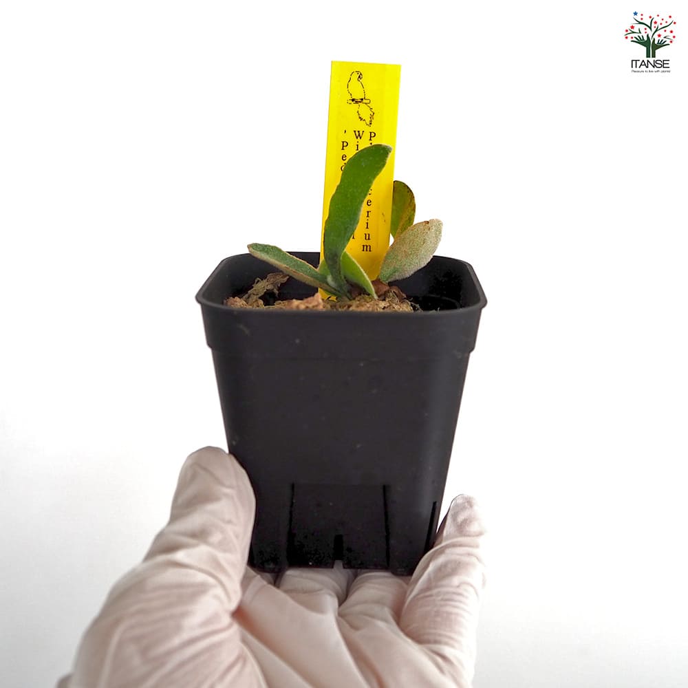 コウモリラン ペドロタツタ 【観葉植物 2.5号／1個売り】